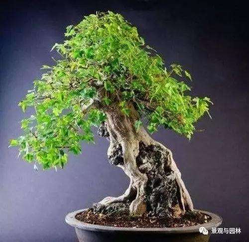 附石式盆景怎么制作的3个方法