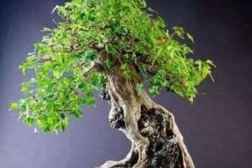 附石式盆景怎么制作的3个方法