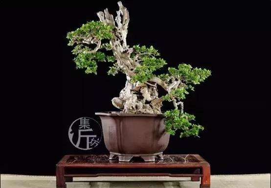 盆景怎么快速剔叶倒栽的方法