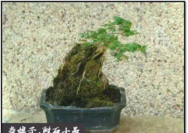 盆景怎么快速剔叶倒栽的方法