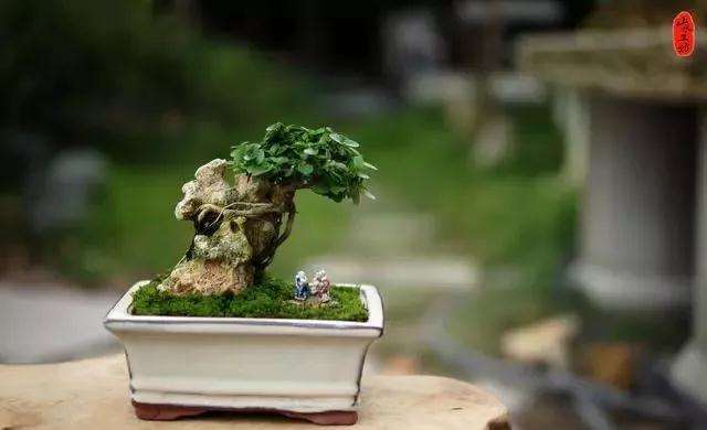 盆景怎么快速剔叶倒栽的方法