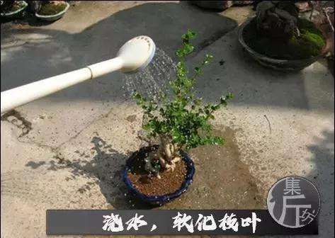 盆景怎么快速剔叶倒栽的方法