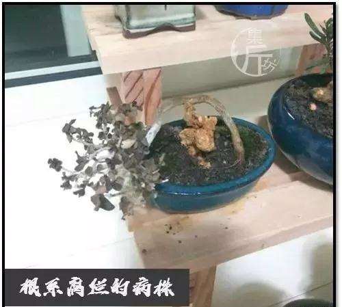盆景怎么快速剔叶倒栽的方法