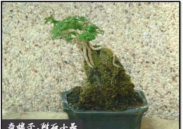 盆景怎么快速剔叶倒栽的方法