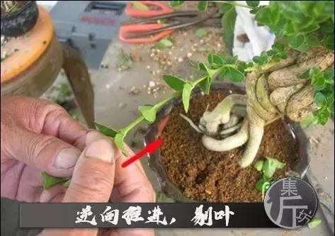 盆景怎么快速剔叶倒栽的方法