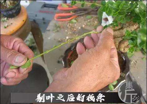 盆景怎么快速剔叶倒栽的方法