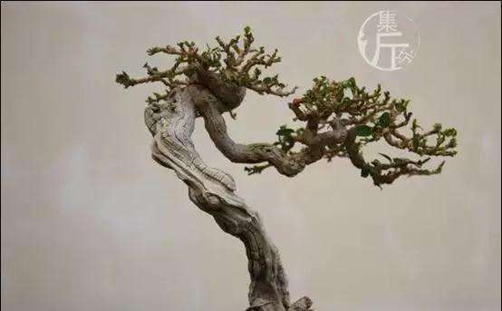 盆景怎么快速剔叶倒栽的方法