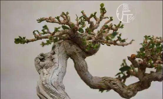 盆景怎么快速剔叶倒栽的方法