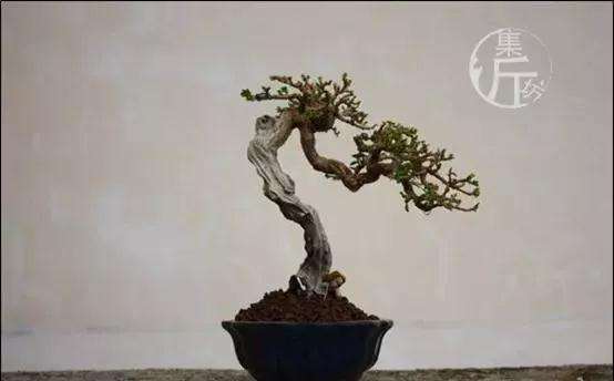 盆景怎么快速剔叶倒栽的方法