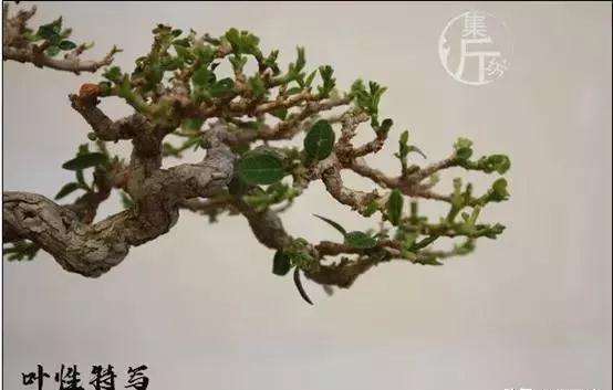 盆景怎么快速剔叶倒栽的方法