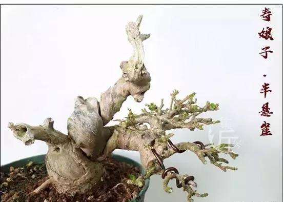 盆景怎么快速剔叶倒栽的方法