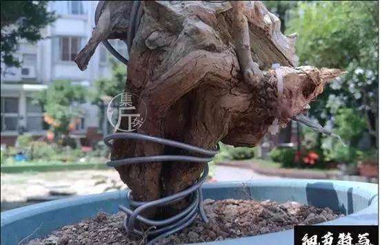 盆景怎么快速剔叶倒栽的方法