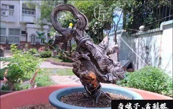 盆景怎么快速剔叶倒栽的方法