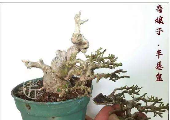 盆景怎么快速剔叶倒栽的方法