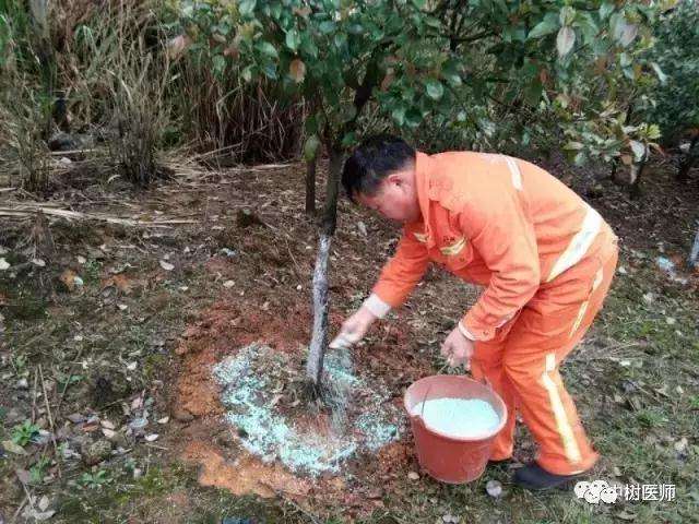 另类的盆景病虫害怎么防治方法