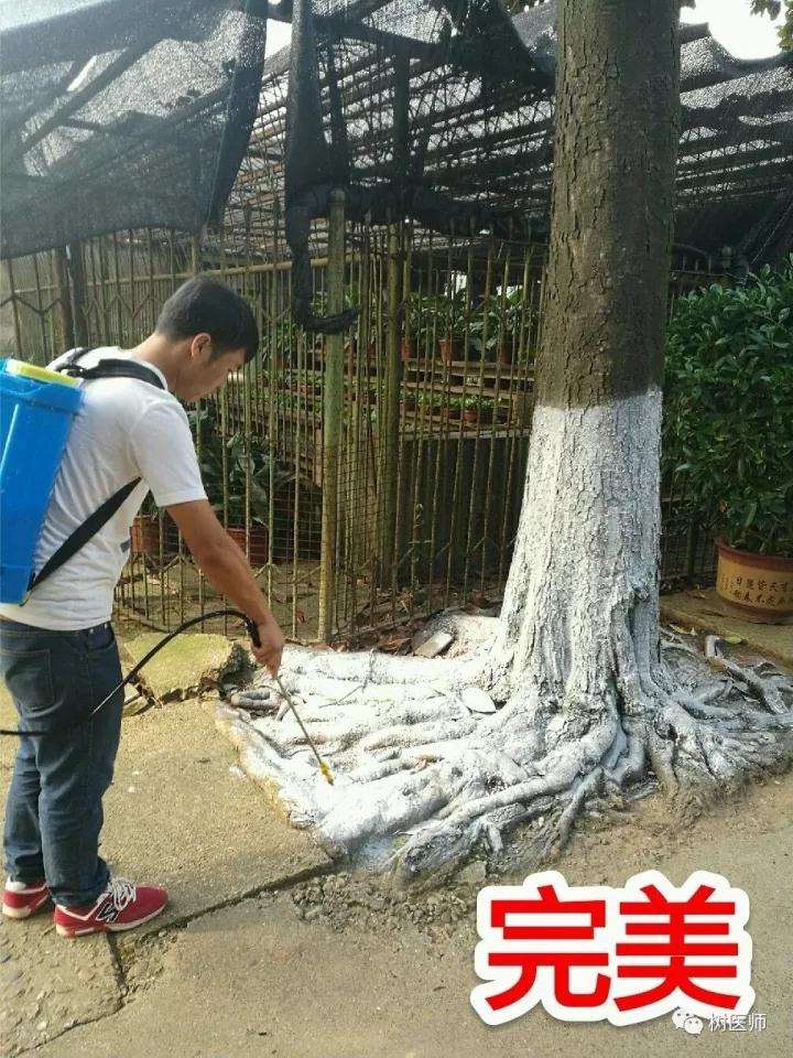 另类的盆景病虫害怎么防治方法