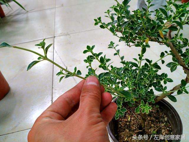 盆景枝条修剪那些该剪