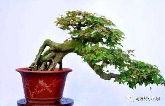 盆景怎么剪枝的4个方法