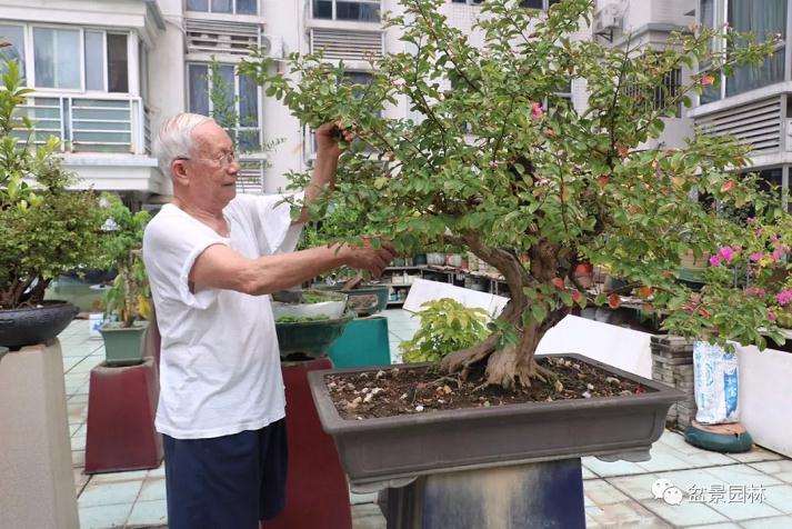 岭南盆景艺术发展的铺路人