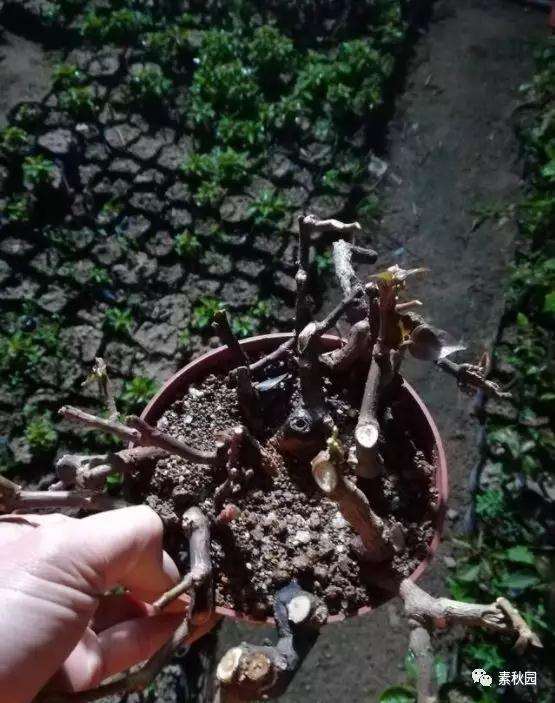 三角梅盆景怎么上盆制作