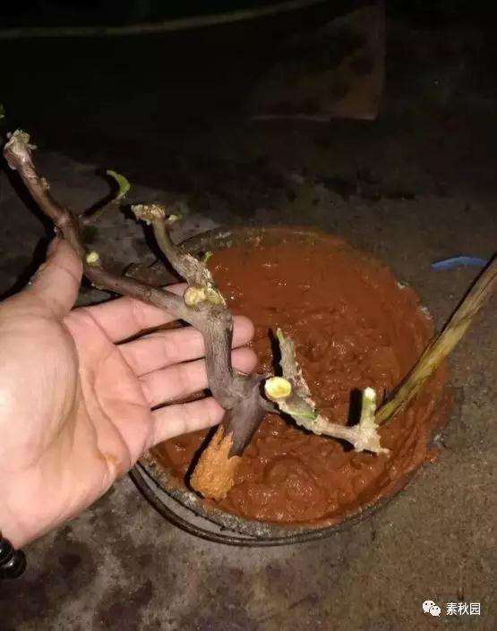 三角梅盆景怎么上盆制作