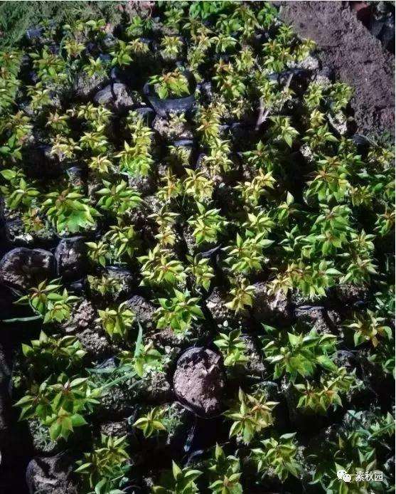 三角梅盆景怎么上盆制作