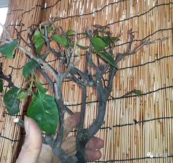 三角梅盆景怎么上盆制作