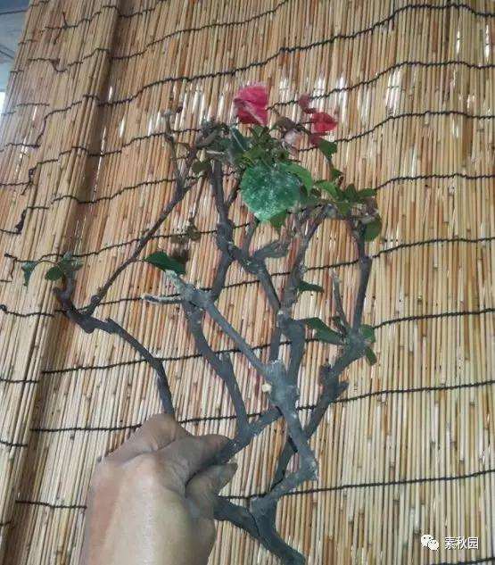 三角梅盆景怎么上盆制作