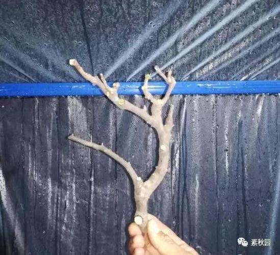 三角梅盆景怎么上盆制作