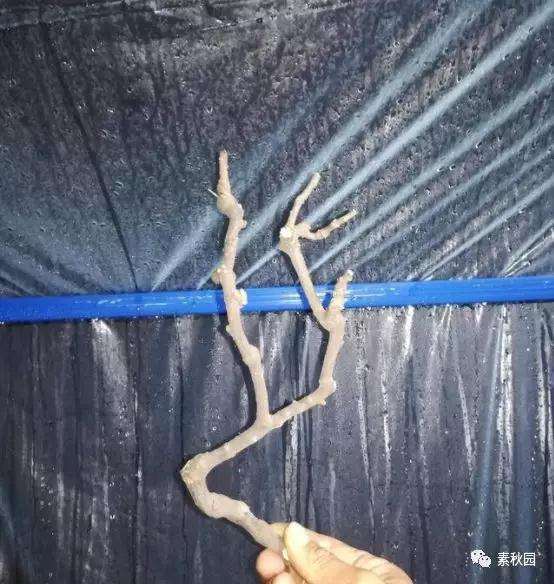 三角梅盆景怎么上盆制作