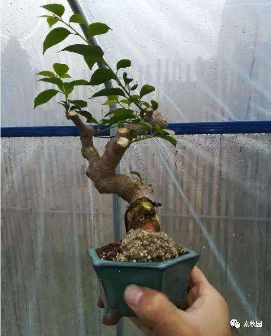 三角梅盆景怎么上盆制作