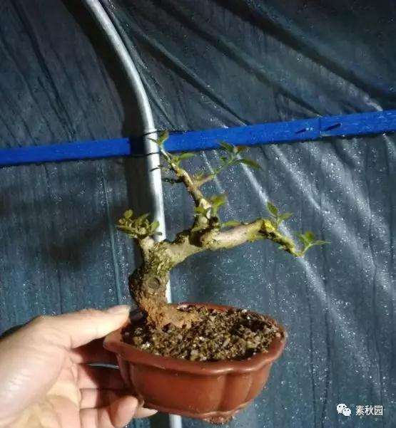 三角梅盆景怎么上盆制作