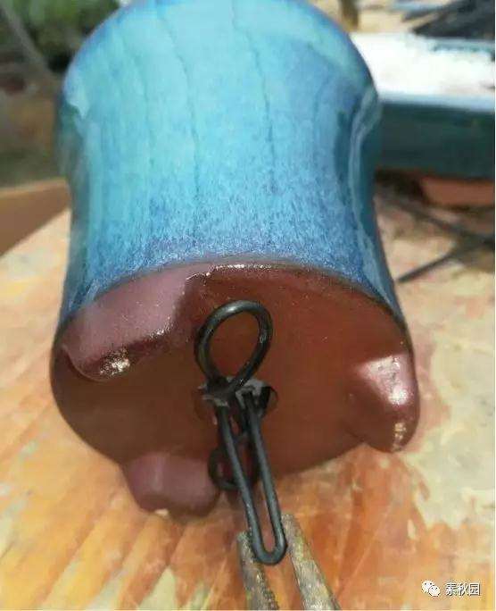 三角梅盆景怎么上盆制作