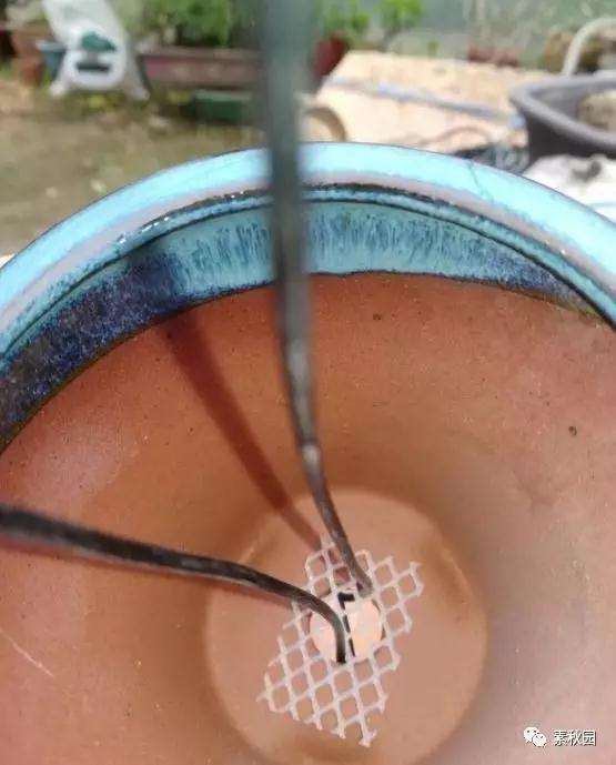 三角梅盆景怎么上盆制作