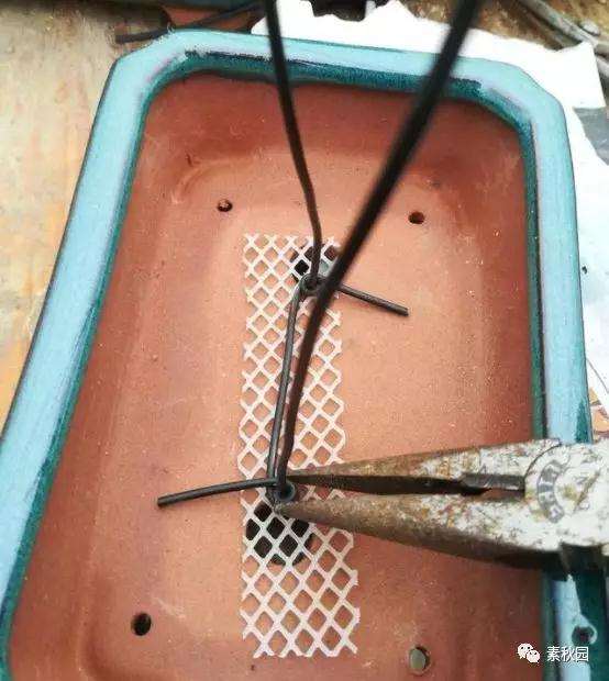 三角梅盆景怎么上盆制作