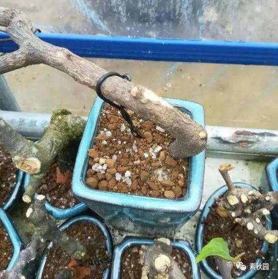 三角梅盆景怎么上盆制作