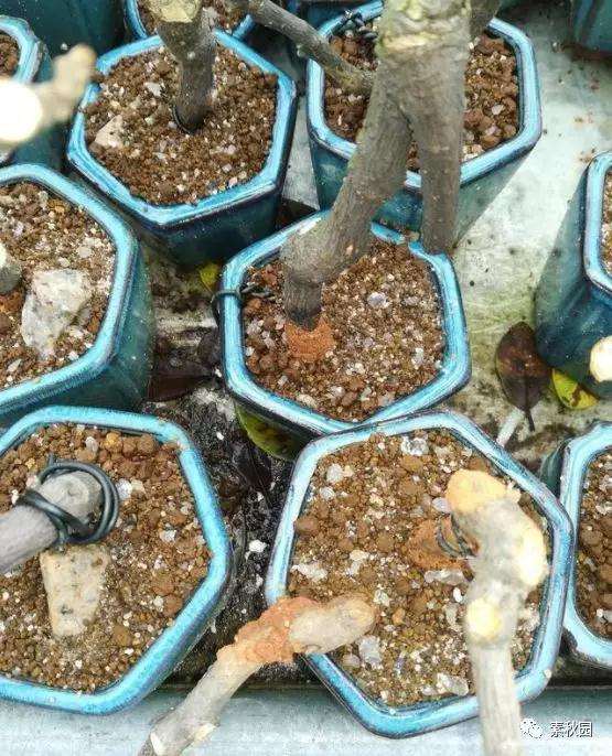 三角梅盆景怎么上盆制作