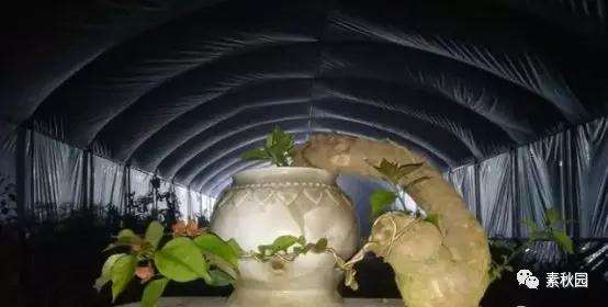 三角梅盆景怎么上盆制作