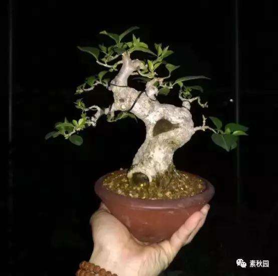 三角梅盆景怎么上盆制作