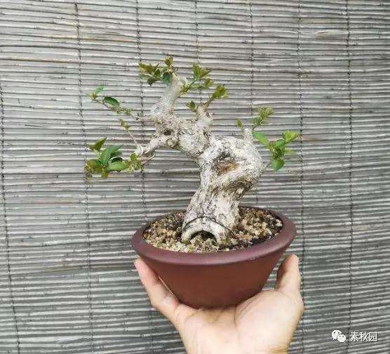 三角梅盆景怎么上盆制作