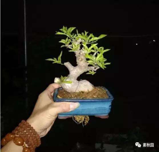 三角梅盆景怎么上盆制作