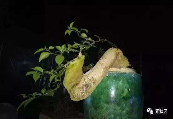 三角梅盆景怎么上盆制作