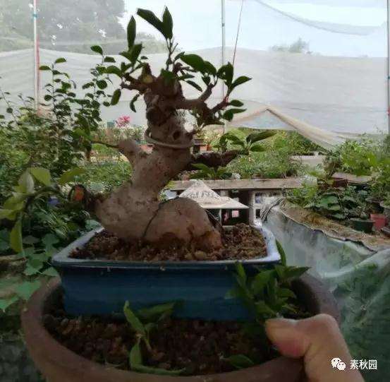 三角梅盆景怎么上盆制作