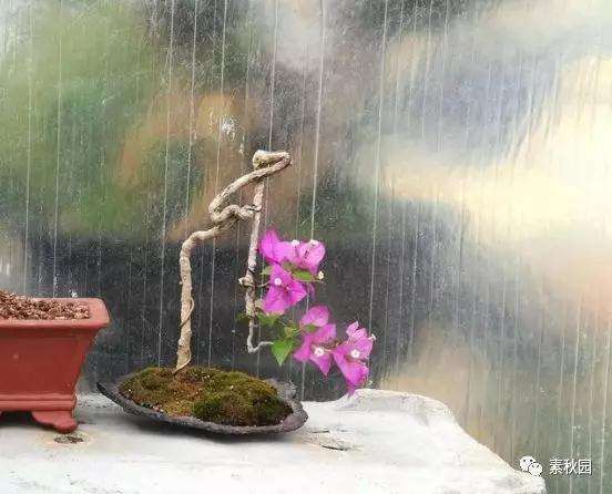 三角梅盆景怎么上盆制作