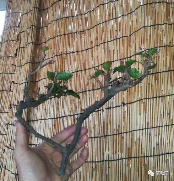 三角梅盆景怎么上盆制作