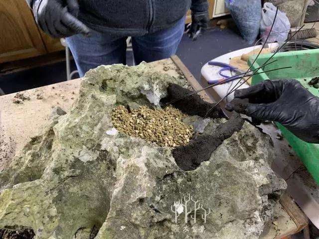 松树盆景怎么换盆的方法