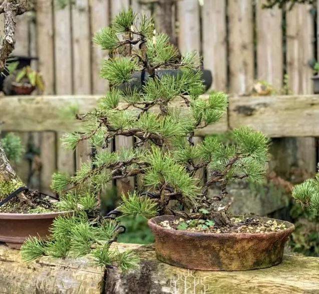 松树盆景怎么换盆的方法