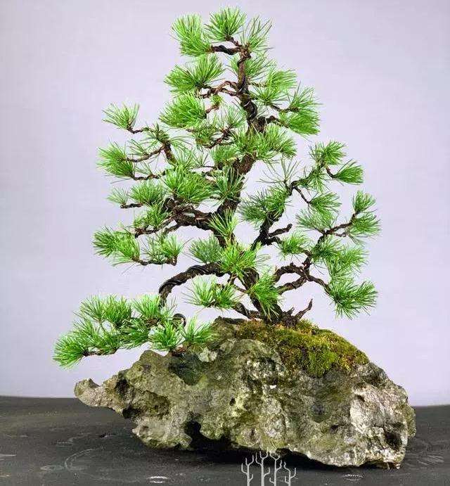 松树盆景怎么换盆的方法