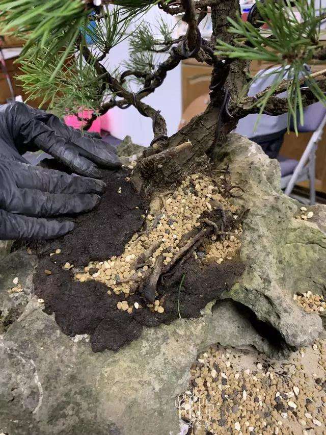 松树盆景怎么换盆的方法