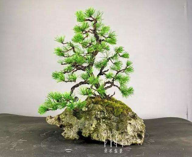 松树盆景怎么换盆的方法